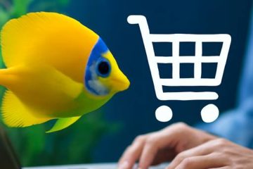 Your Guide to Buying Tropical Fish Online in the UK: Healthy Stock, Safe Delivery, and Expert Care