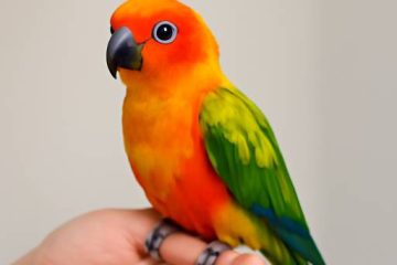 Find Your Feathered Companion: Hand-Raised Parrots for Sale Done Right